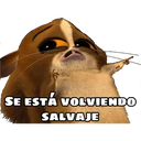variados 30 16