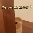 ️ animales graciosos.mov 5