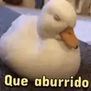 ️ animales graciosos.mov 29