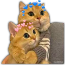 Animalitos2 ️ 15