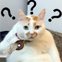 Cats in Chinese 28