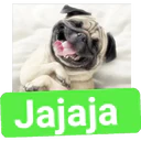 Perritos Graciosos 16