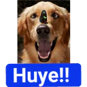 Perritos Graciosos 13