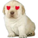 perritos 14