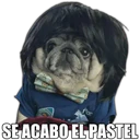 Perrito con frases 17