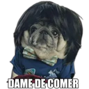 Perrito con frases 4