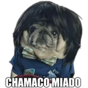 Perrito con frases 8