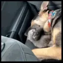 ️Gatitos uwu 5 mov 21
