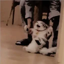 Gatitos Miiiaw 10