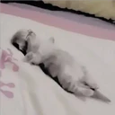 Gatitos Miiiaw 8