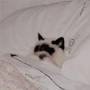 Gatitos Miiiaw 6