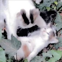 Gatitos Miiiaw 22