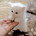 Gatitos Miiiaw 18