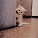Gatitos Miiiaw 7