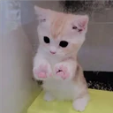 Gatitos Miiiaw 28