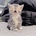Gatitos Miiiaw 19