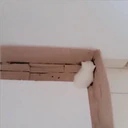 Gatitos Miiiaw 30