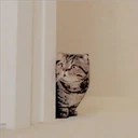 Gatitos Miiiaw 5