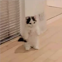 Gatitos Miiiaw 20