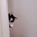 Gatitos Miiiaw 17