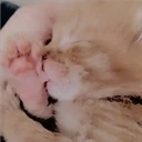 Gatitos Miiiaw 14