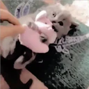 Gatitos Miiiaw 2