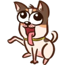 El chihuahua 4
