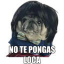 Perrito con frases 29