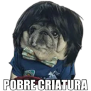 Perrito con frases 11