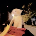 Gatitos Miiiaw 24