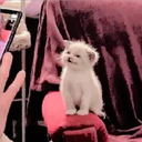 Gatitos Miiiaw 13