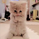 Gatitos Miiiaw 1