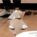 Gatitos Miiiaw 29