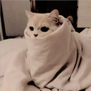 Gatitos Miiiaw 25